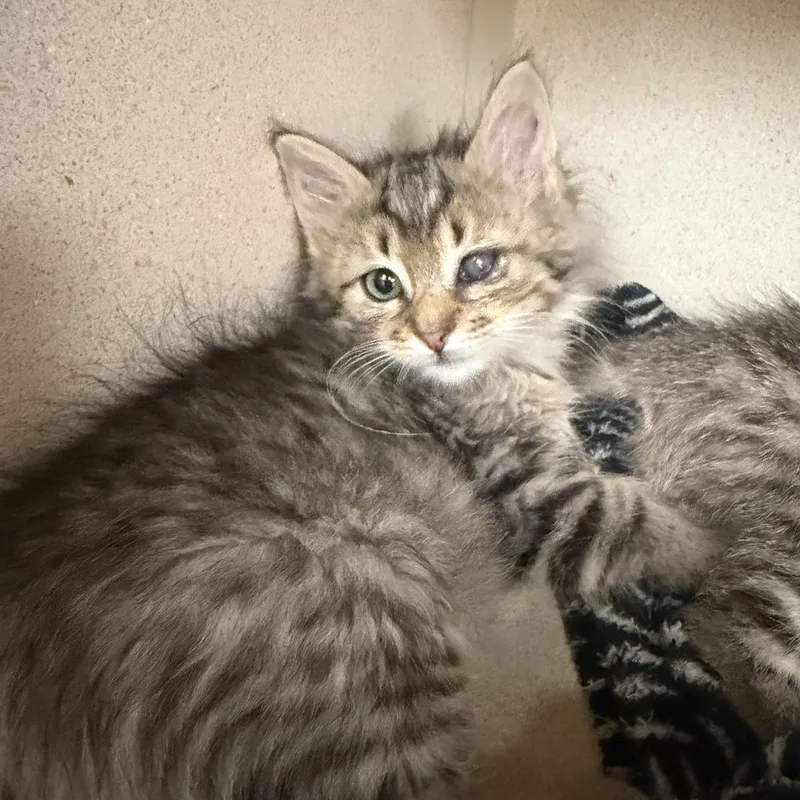 A baby medium-sized female Domestic Medium Hair cat named Sassy for adoption in Hudson, NY