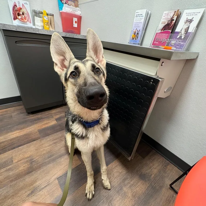 Koda