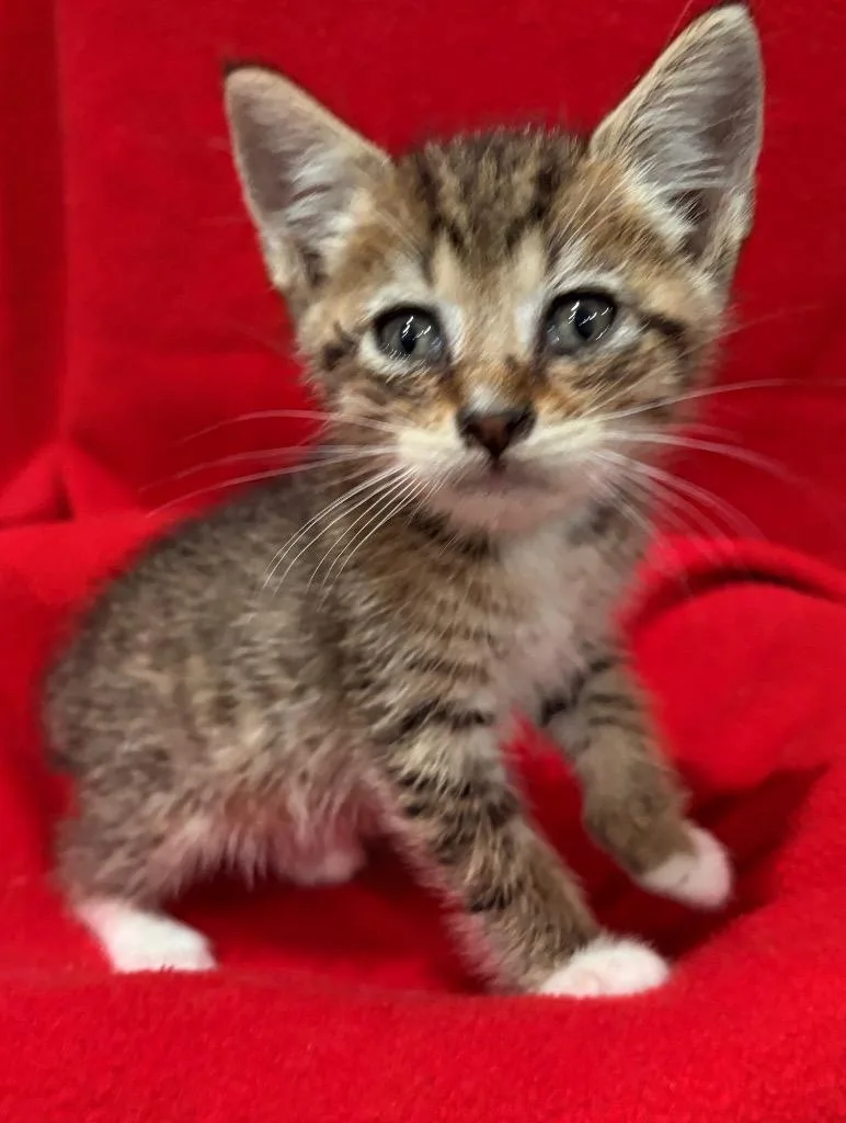 A baby small-sized male Domestic Short Hair cat named Tom the Tabby for adoption in Spring, TX