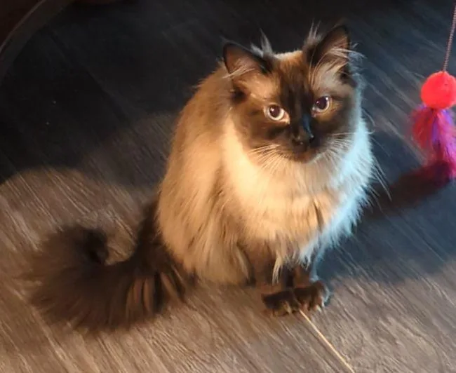 An adult medium-sized male Seal Point Ragdoll cat named Bodhi for adoption in Kenosha, WI