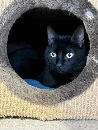 An adult medium-sized male Domestic Short Hair cat named Moon for adoption in New Orleans, LA