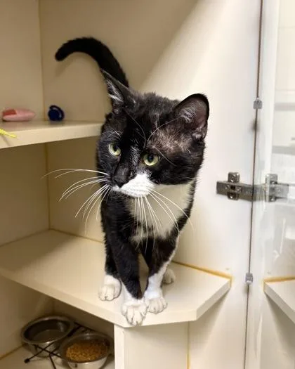 An adult medium-sized male Domestic Short Hair cat named Bogart for adoption in Fairfax, VA