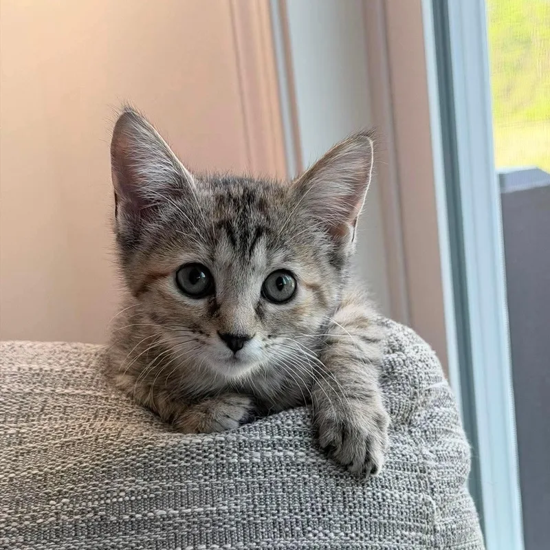 Zena