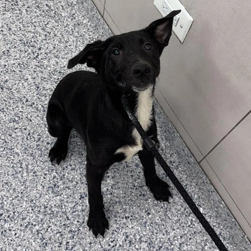 A baby medium-sized male Tricolor (Brown, Black, & White) German Shepherd Dog named Sheldon LEMONT HOARDING HOUSE for adoption in Palatine, IL