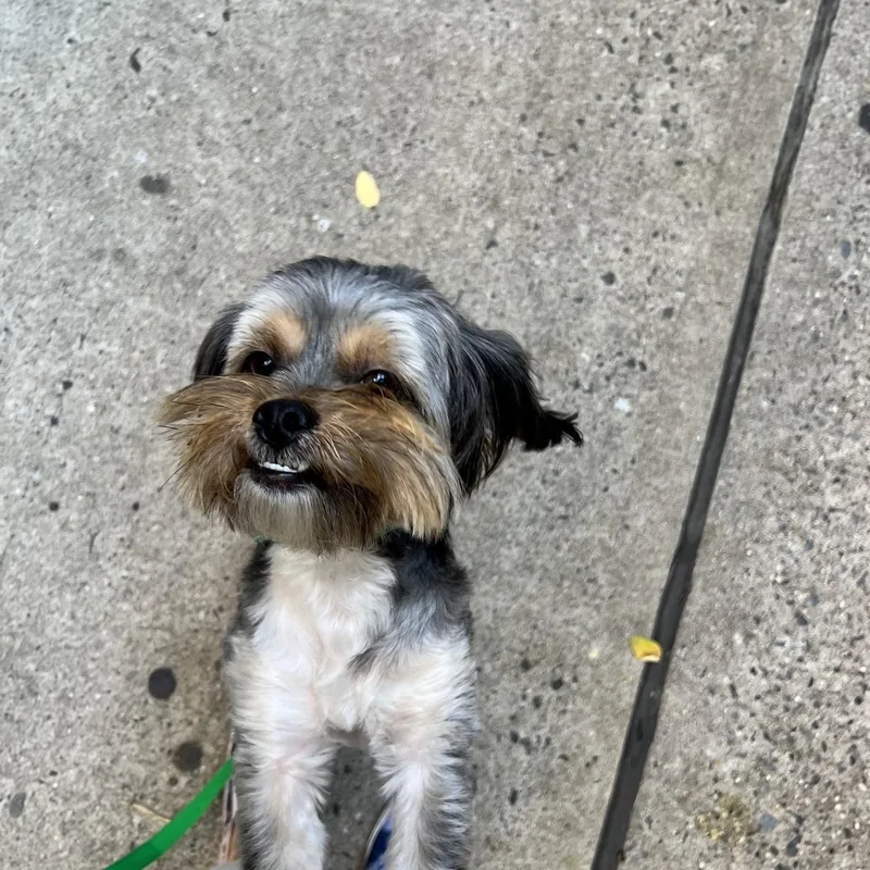 Benji