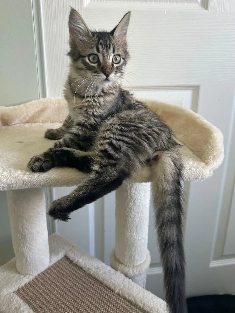 A baby small-sized male Domestic Short Hair cat named Thumper for adoption in Ogden, UT