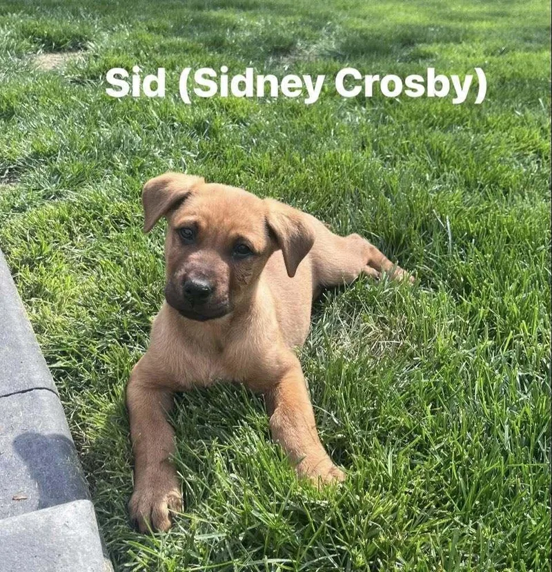 A baby large-sized male Labrador Retriever dog named Sid for adoption in Irwin, PA