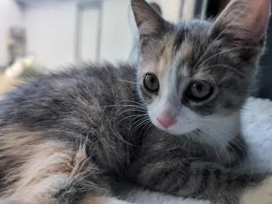 A baby medium-sized female Dilute Calico Domestic Short Hair cat named Lovey for adoption in Liverpool, TX