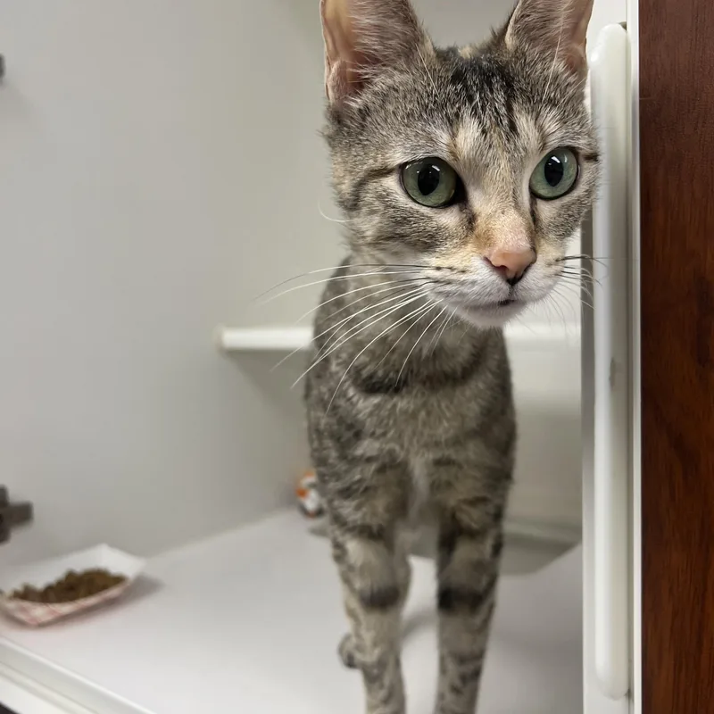 An adult small-sized female Domestic Short Hair cat named Dandelion for adoption in Reisterstown, MD