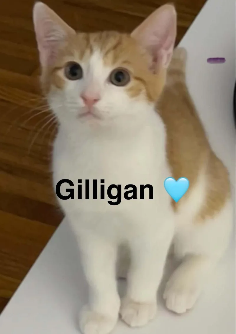 A baby small-sized male Domestic Short Hair cat named Gilligan for adoption in Beckley, WV