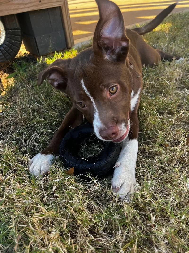 Chase  Handsome  thumbnail 2