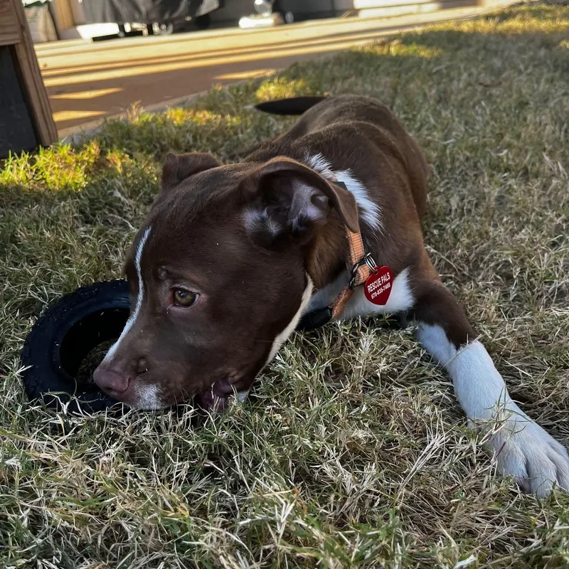 Chase  Handsome  thumbnail 3