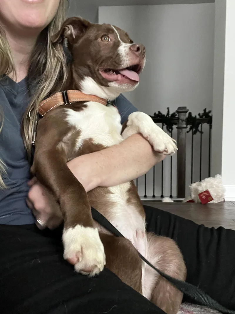 Chase  Handsome  thumbnail 4