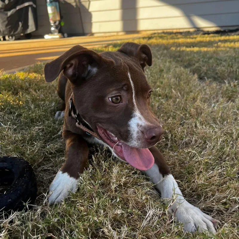 Chase  Handsome  thumbnail 5