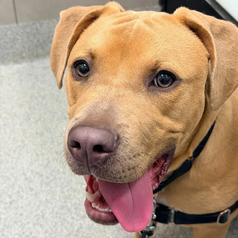 A young medium-sized male Yellow / Tan / Blond / Fawn Mixed Breed dog named Noodle for adoption in Hinsdale, IL
