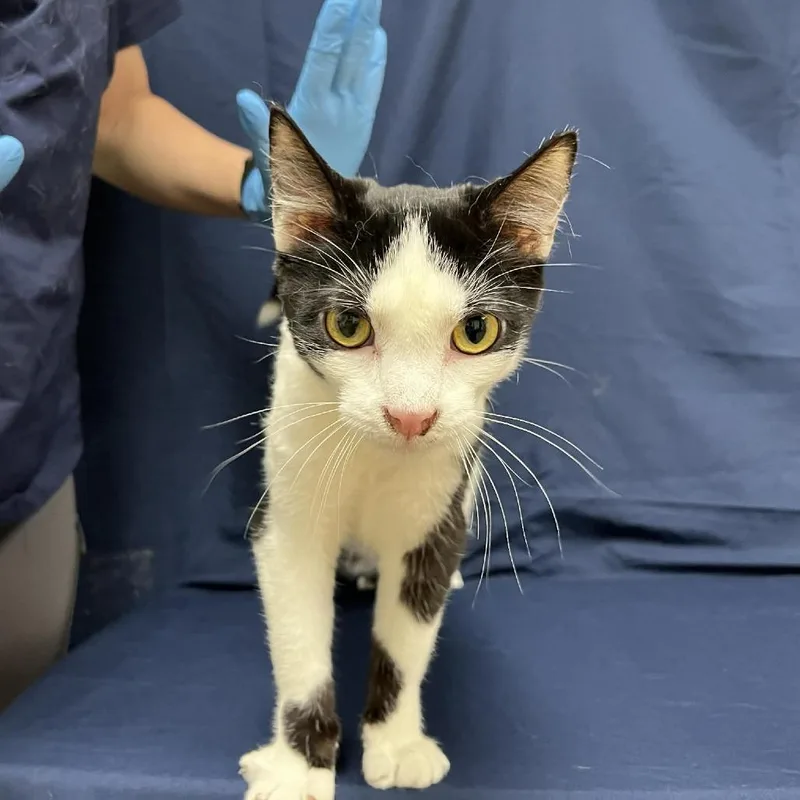 Mini Macchiato thumbnail 2