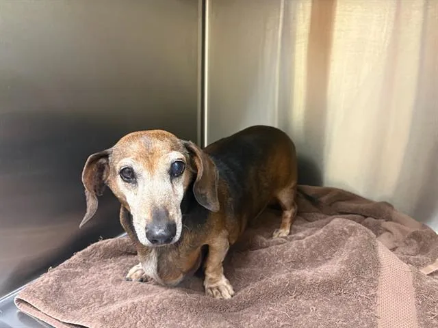 A senior small-sized male Dachshund dog named A for adoption in Tustin, CA
