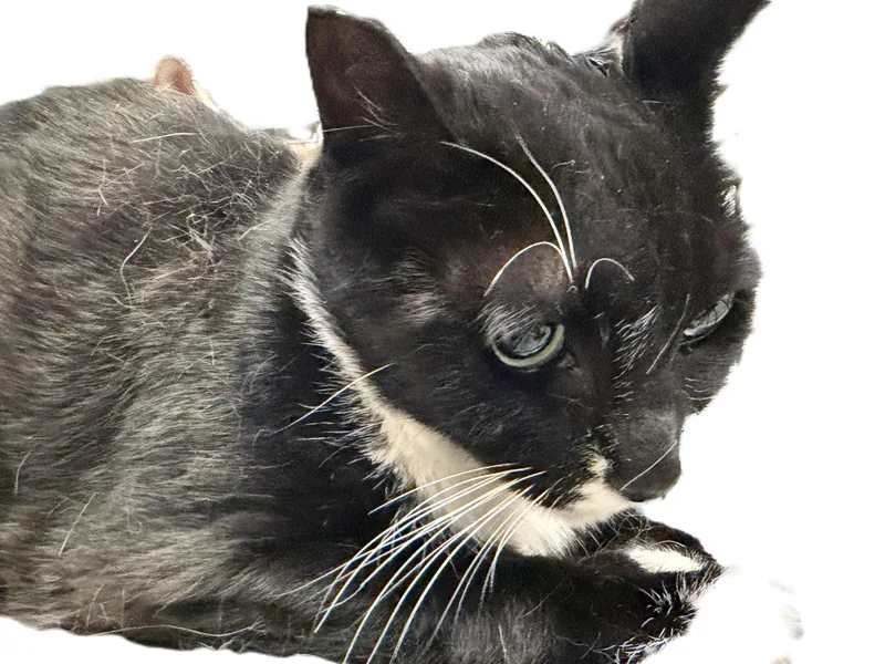 An adult large-sized male Domestic Short Hair cat named Figaro for adoption in Los Angeles, CA
