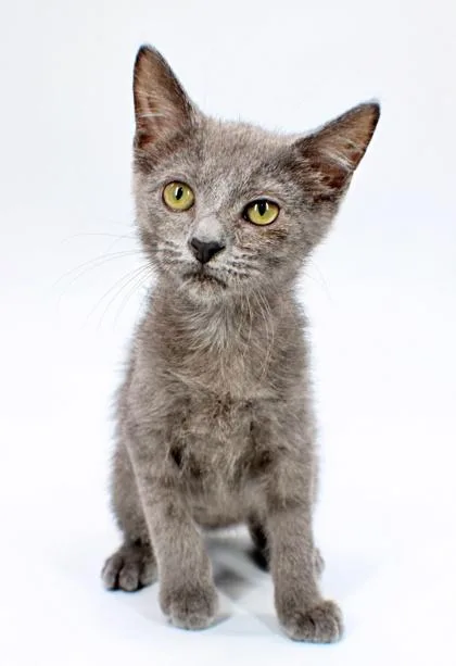 A baby small-sized male Domestic Short Hair cat named Shadow for adoption in Morton Grove, IL