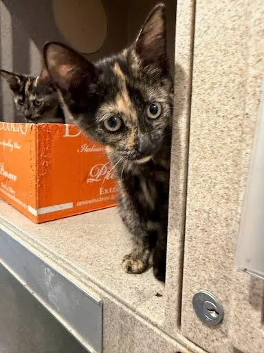 A baby small-sized female Domestic Short Hair cat named Brown Sugar for adoption in Washington, DC