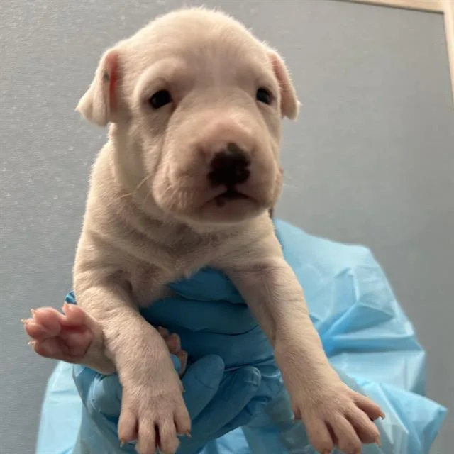 A baby small-sized female American Staffordshire Terrier dog named Sugar for adoption in San Antonio, TX