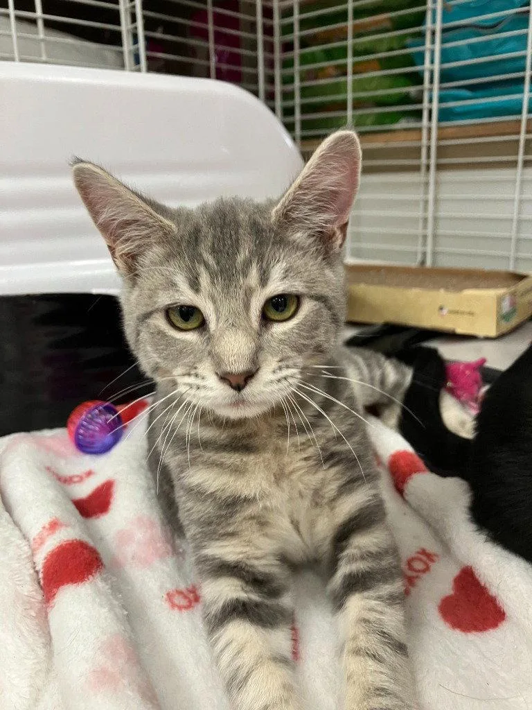 A baby medium-sized male Domestic Short Hair cat named Tank for adoption in St. Helens, OR