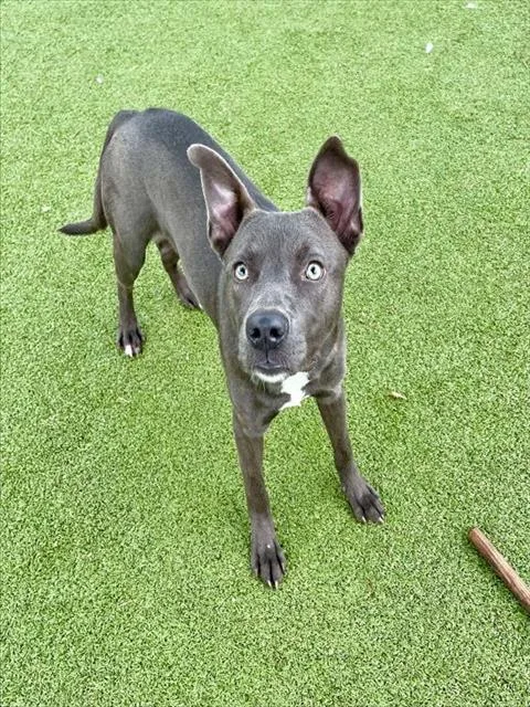 A young medium-sized female Pit Bull Terrier dog named Mara for adoption in Pasadena, TX