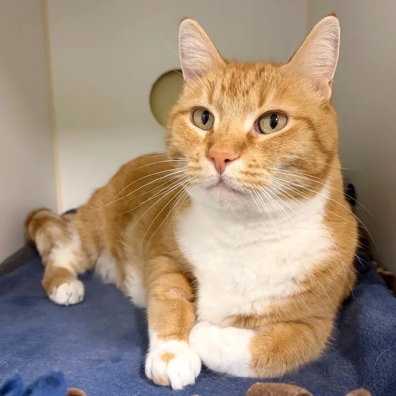 A senior large-sized male Orange / Red Domestic Medium Hair cat named Persimmon for adoption in Woodinville, WA