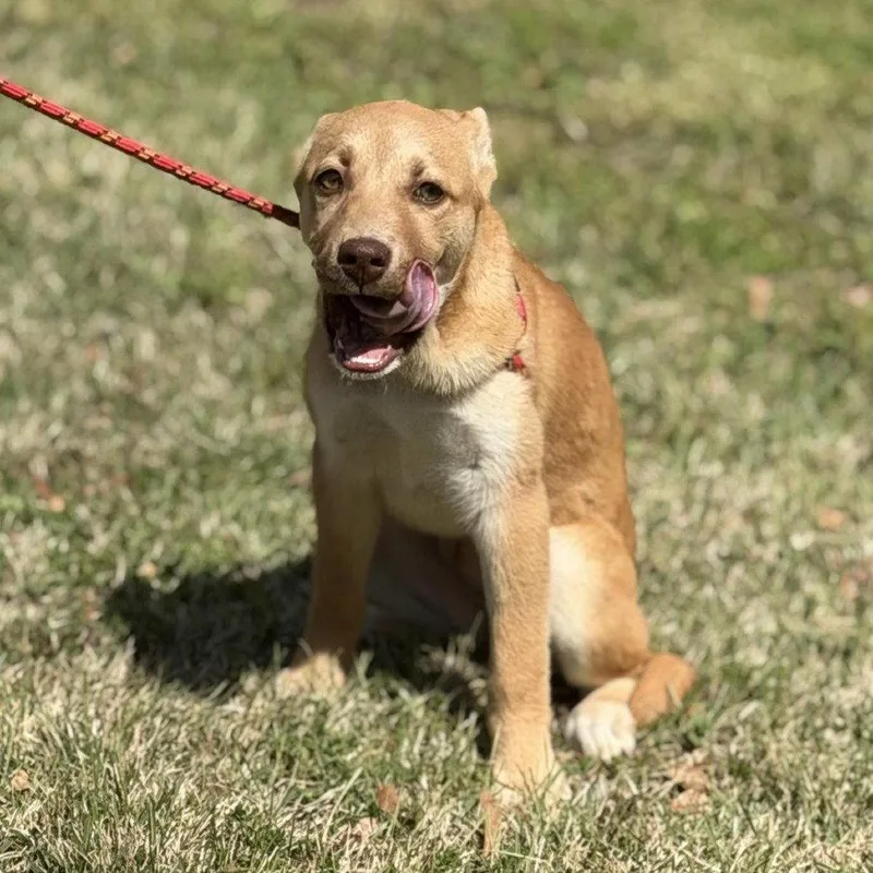 A baby medium-sized female Labrador Retriever dog named Almond for adoption in Locust Fork, AL