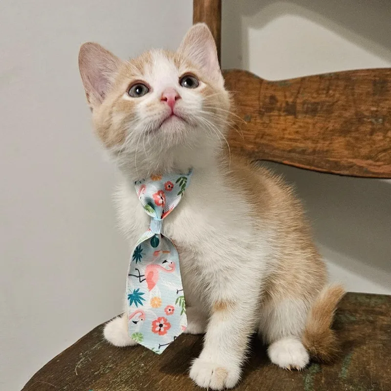 A baby small-sized male Buff / Tan / Fawn Domestic Short Hair cat named Dandy for adoption in New Albany, OH