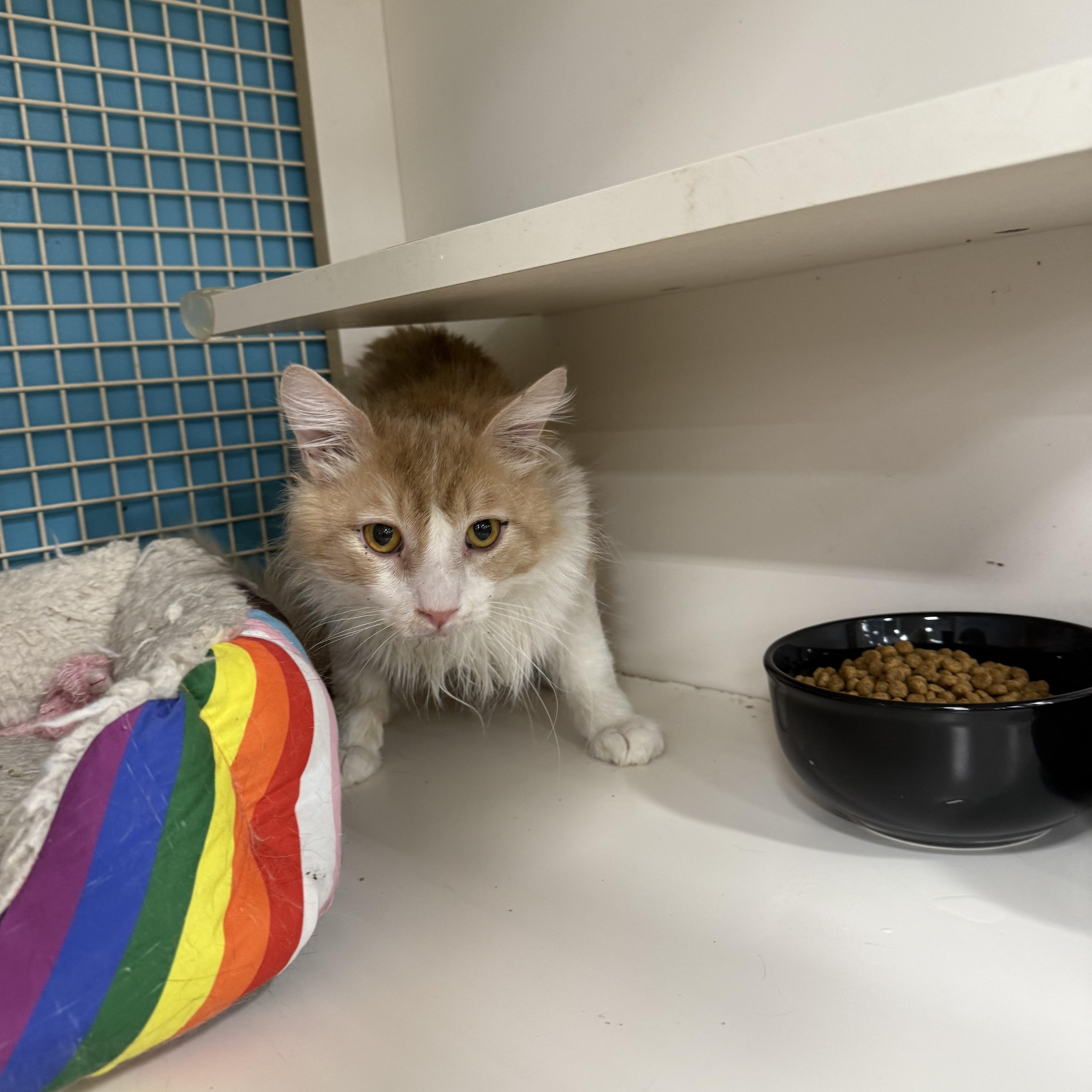 An adult medium-sized male Orange & White Domestic Medium Hair cat named George for adoption in Las Vegas, NV