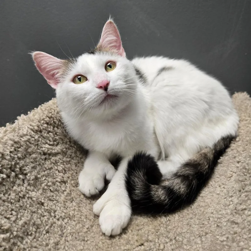 An adult medium-sized female White Domestic Short Hair cat named Misty for adoption in Hamburg, NY