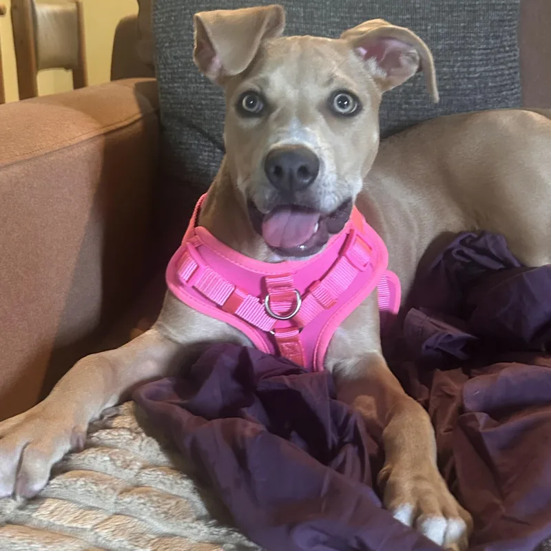 A baby medium-sized female American Staffordshire Terrier dog named Sadie for adoption in Ellicott City, MD
