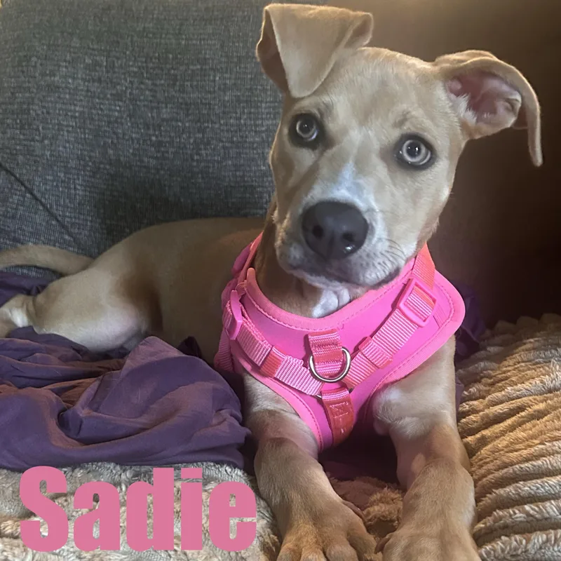 Sadie thumbnail 3