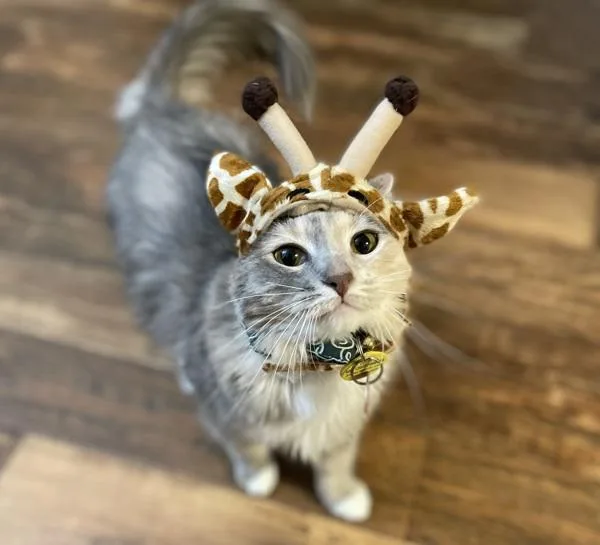 An adult small-sized female Domestic Short Hair cat named Plum for adoption in San Diego, CA