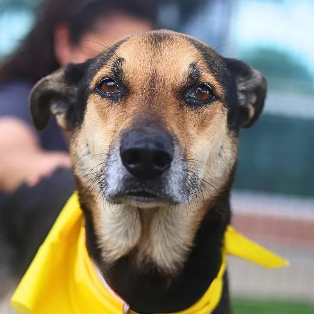 A senior small-sized male German Shepherd Dog dog named Typhoon for adoption in San Antonio, TX
