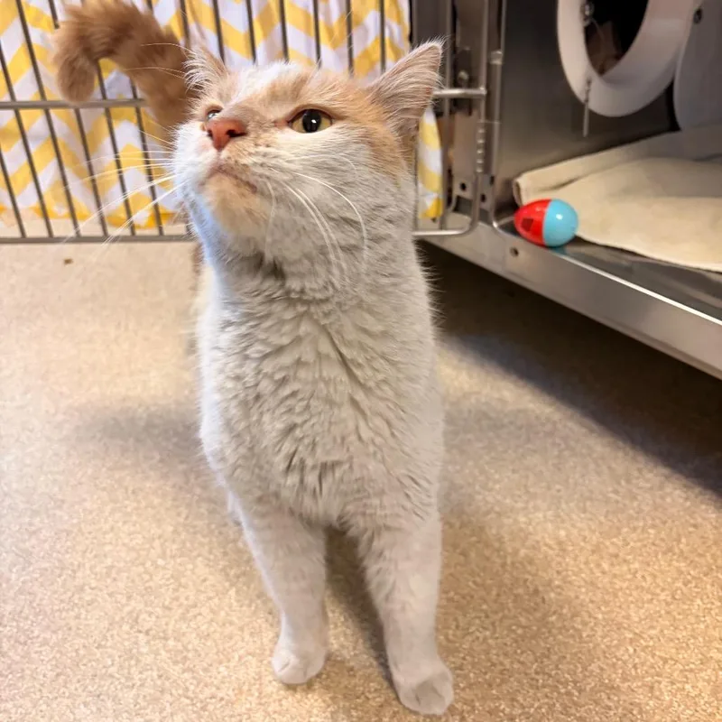 An adult medium-sized male Domestic Short Hair cat named Jax for adoption in Bristol, IN