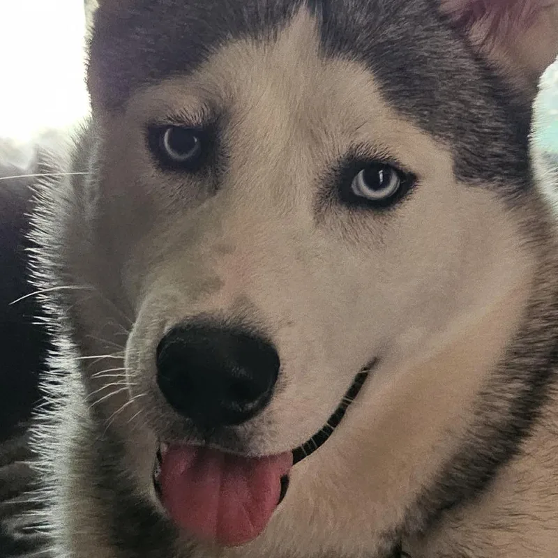 Smokey