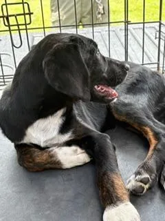 A baby small-sized male Labrador Retriever dog named Bandit for adoption in Lafayette, TN