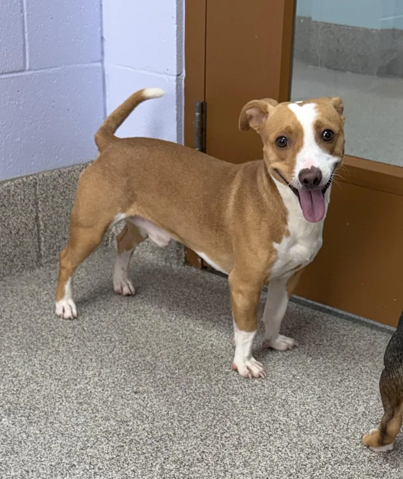 A young small-sized male Jack Russell Terrier dog named Cowboy for adoption in East Lansing, MI