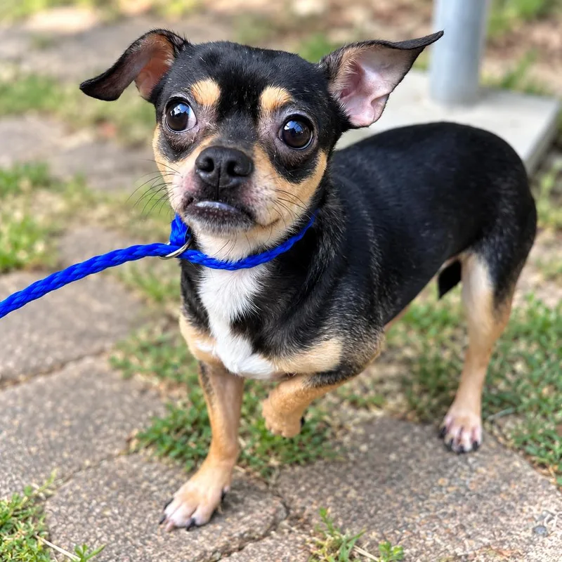 An adult small-sized male Chihuahua dog named Ollie Old Man for adoption in Saugus, MA