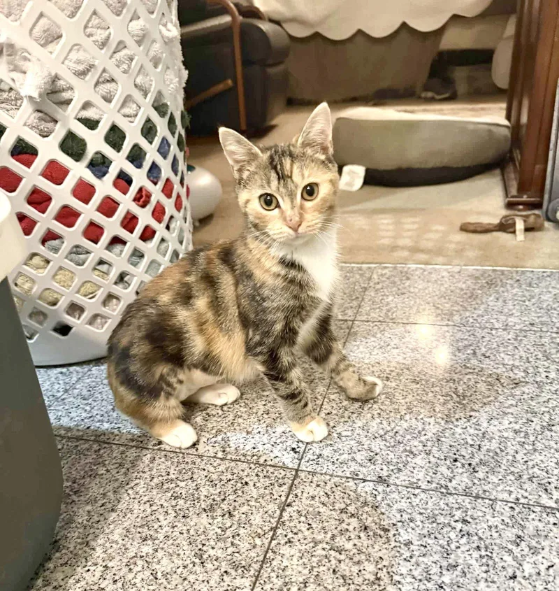 Stained Glass thumbnail 2