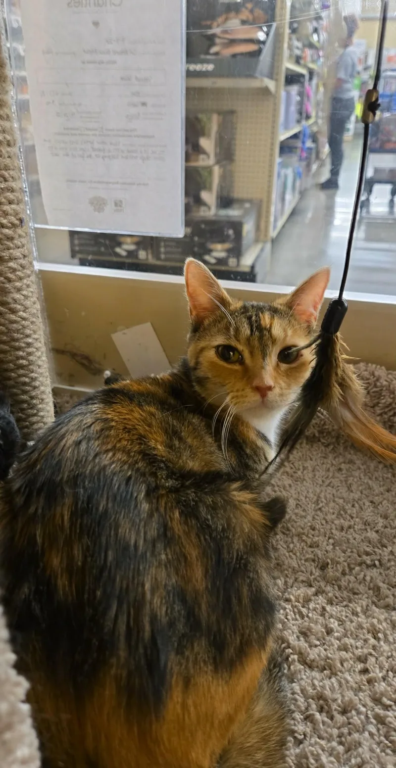 Stained Glass thumbnail 3