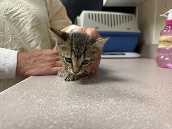 A baby small-sized female Domestic Short Hair cat named Bluey for adoption in Salisbury, MD