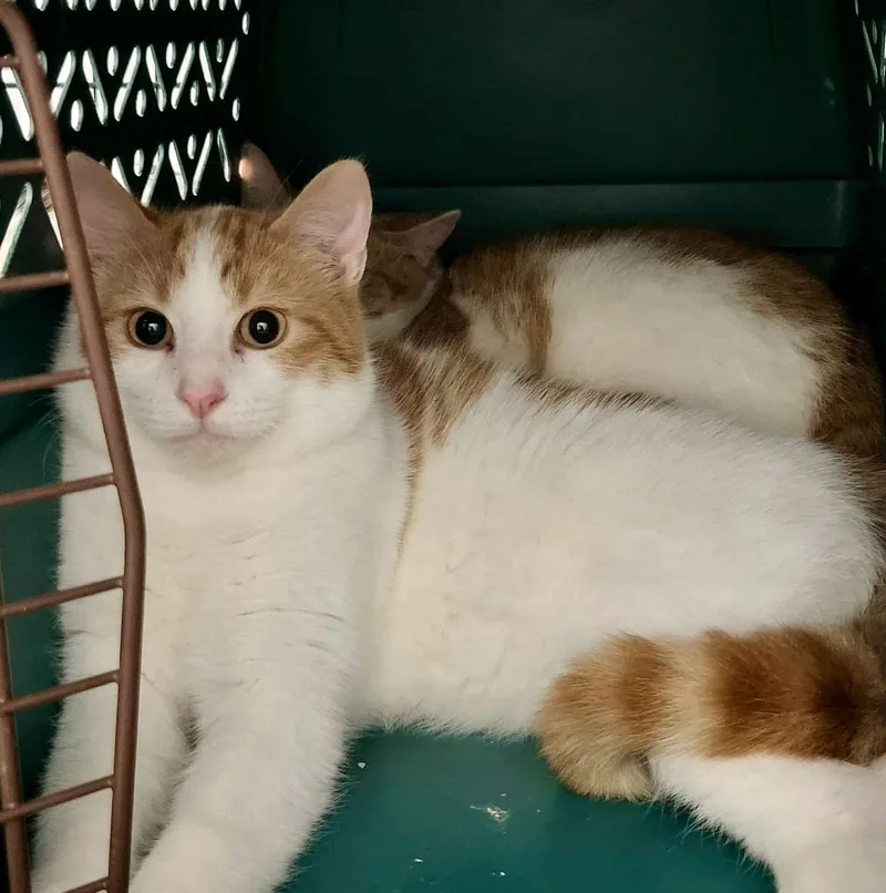 George Washington thumbnail 2