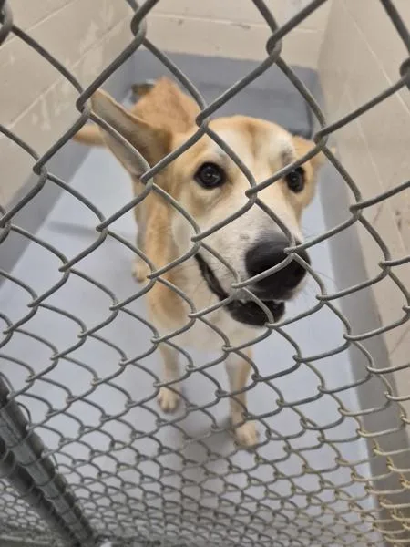 A young large-sized male Shepherd dog named Pen for adoption in Lawrenceville, GA