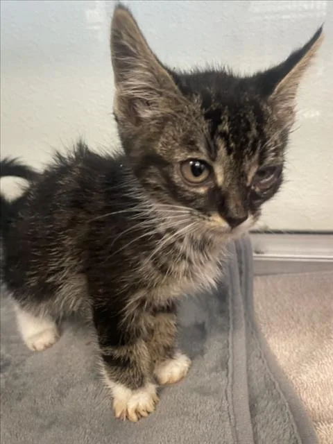 A baby small-sized male Domestic Short Hair cat named Rio for adoption in Tracy, CA