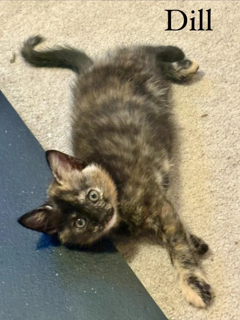 A baby medium-sized female Domestic Short Hair cat named Dill for adoption in Lovingston, VA