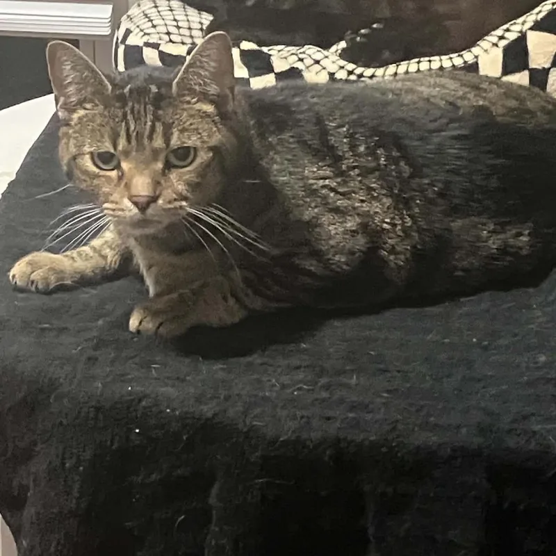An adult large-sized male Domestic Short Hair cat named Bubba for adoption in Greensboro, NC