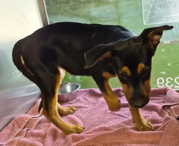 A baby small-sized female Shepherd dog named Pen Pigeon for adoption in Lawrenceville, GA